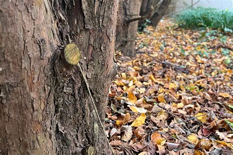 How to turn autumn leaves into a nutrient-rich mould for … - raincitystudios.com