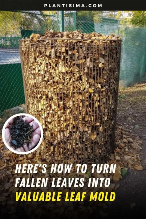 How to turn fallen leaves into valuable leaf mold for your garden this ... - raincitystudios.com