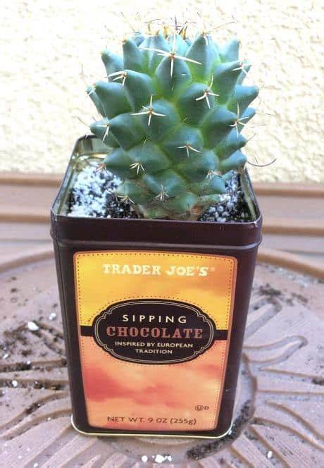 How to Use an Upcycled Tin Can to Pot a Cactus - raincitystudios.com