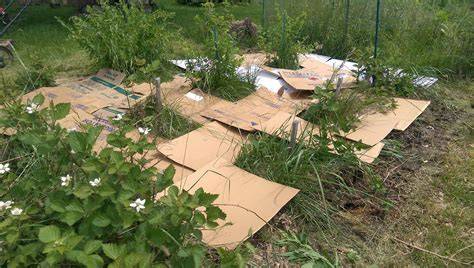 How To Use Cardboard Boxes In Your Garden - Southern Living - raincitystudios.com
