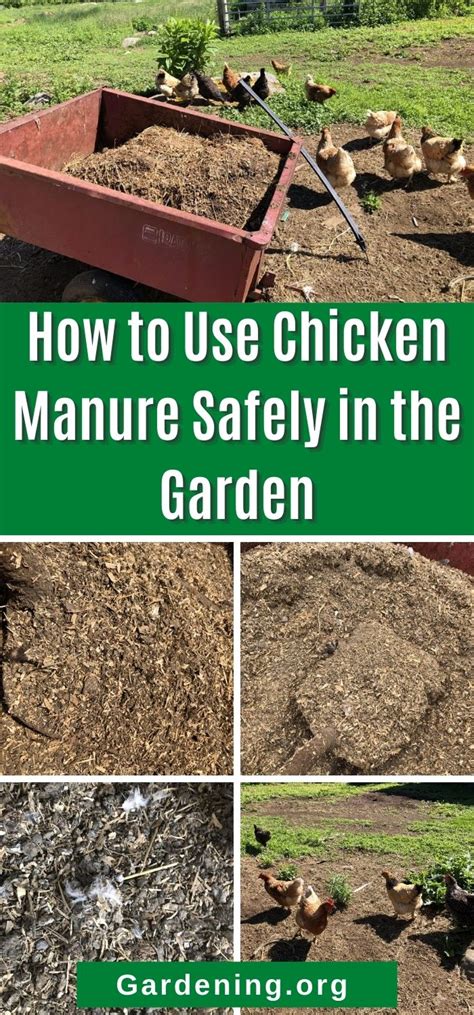 HOW TO USE CHICKEN MANURE SAFELY IN THE GARDEN