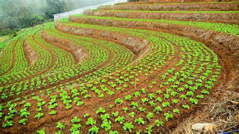 How to Use Contour Planting Techniques to Limit Erosion - raincitystudios.com