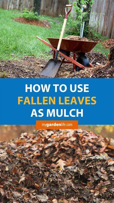 How to Use Fallen Leaves as Mulch - Tractor Supply Co. - raincitystudios.com
