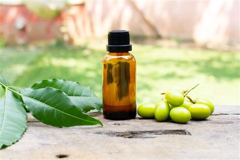 How to Use Neem Oil as an Active Ingredient in Pest Control - raincitystudios.com