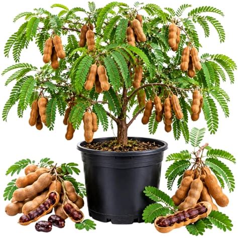 How to Use Tamarind Trees in Landscape Design - raincitystudios.com