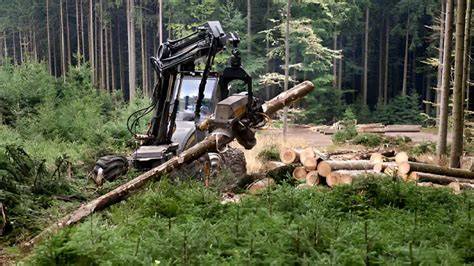 How to Utilize Timber Harvesting Methods Effectively … - raincitystudios.com