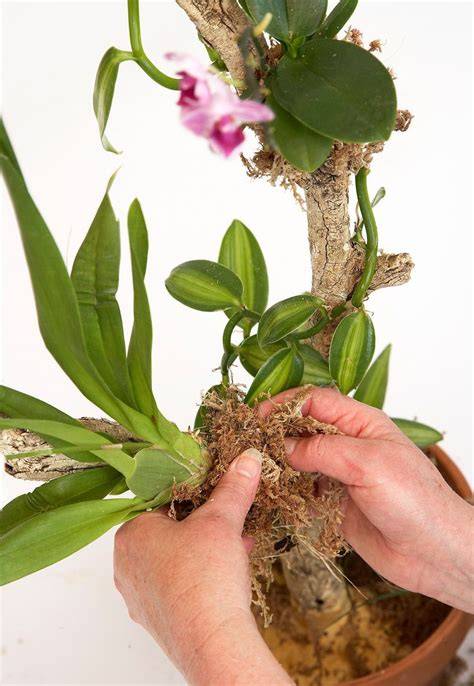 How to Water Orchids in Bark, Moss, and Pots - Better … - raincitystudios.com