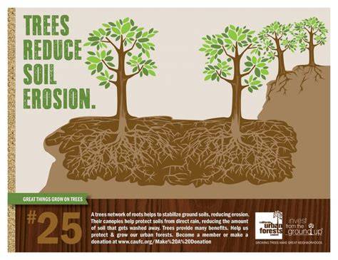 How Tree Roots Help Prevent Soil Erosion - Live to Plant - raincitystudios.com