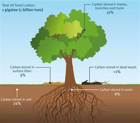 How trees capture and store carbon - Woodland Trust - raincitystudios.com