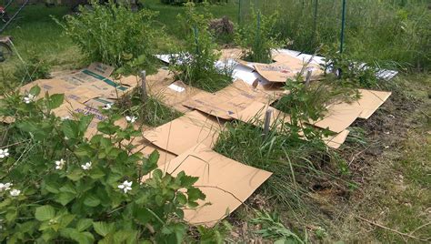 How Using Cardboard in the Garden Works for Weed Control - raincitystudios.com