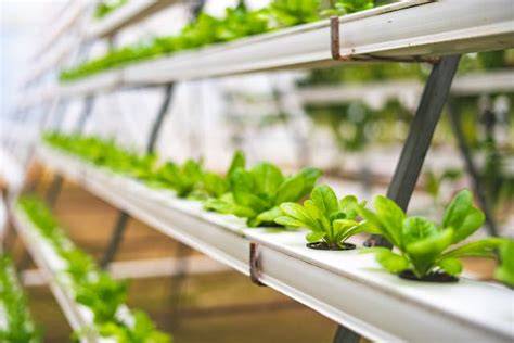 How Vertical Growing Systems Are Changing Modern Farming - raincitystudios.com