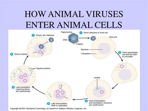 How Viruses Enter Animal Cells Science - wintechmobiles.com