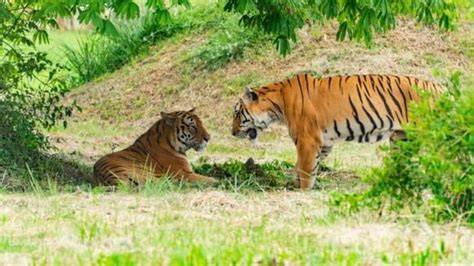 How Wildlife Corridors Are Saving Big Cats - NewsBreak - raincitystudios.com