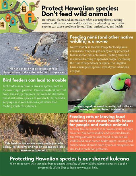 How You Can Protect Island Wildlife - Island Conservation - raincitystudios.com