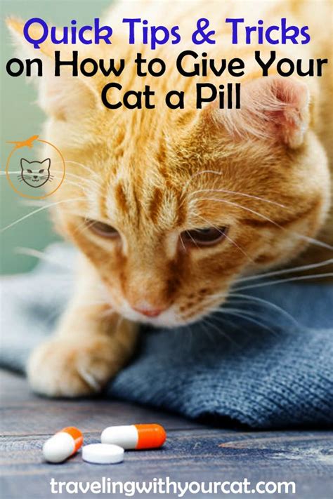 HOW to TRICK cat into taking PILLS #shorts - YouTube