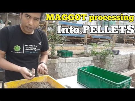 HOW to process maggot black soldier fly into pellet - YouTube