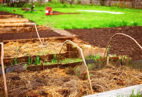 how-to-start-a-no-dig-garden-and-4-methods-to-get-you … - raincitystudios.com