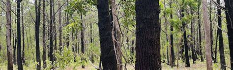 Howard Springs Pine Forest - DORC - Darwin Off Road Cyclists - raincitystudios.com