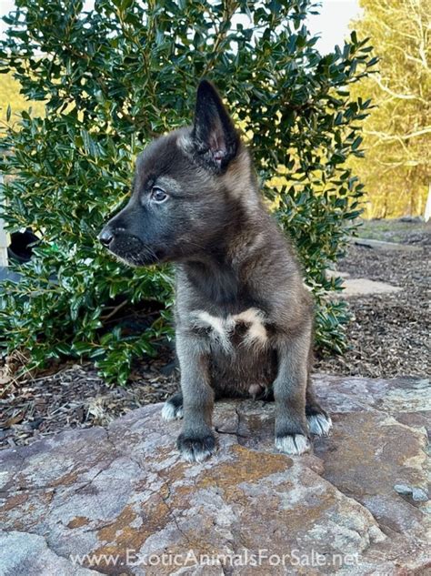 HOWLING HICKORY HOLLOW Puppies for Sale