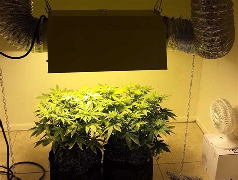 HPS Grow Lights - How to Grow Marijuana