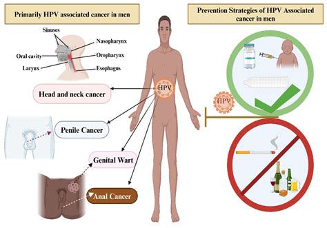 HPV in men