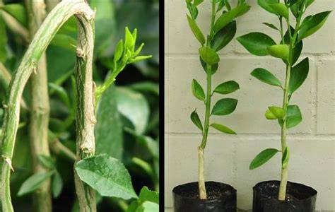 HS1309/HS1309: Citrus Propagation - University of Florida - raincitystudios.com