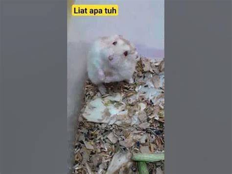 HTTP HAMSTER COM Bikin ngaceng keras & kedai gudeg Jogja topik xvideos doggystyle tonton video terbaru Reddit Sma Viral Spotify clips disimak grup riseto lintas masa image 1