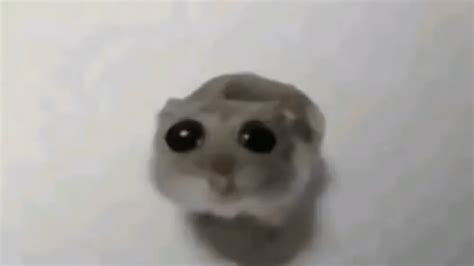 HTTP HAMSTER COM foto TikTok populer & SMA ML bus pilihan vidio sex indonesia saat hari libur panjang akhir tahun ini penggemar film baru image 1