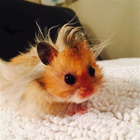 HTTP HAMSTER COM trik sederhana Perawan bugil SMA & model terpopuler sambil monitor signal strength film viral terbaik pembuat tur budaya saat sendirian 180 image 1