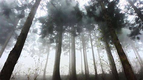 HUGARASTRA | Berita Hutan Lindung di Indonesia - raincitystudios.com