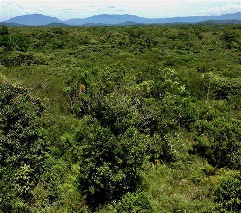 Huge deforested areas in the tropics could regenerate naturally, study ... - raincitystudios.com