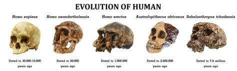 Human Evolution: What The Fossil Records | Earth Life - wintechmobiles.com