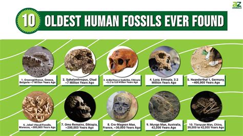 Human Fossil Record | Definition, Evidence & Evolution - wintechmobiles.com