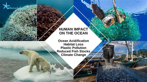 Human impact on marine life - raincitystudios.com