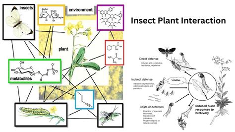 Human interactions with insects - muktibox.com
