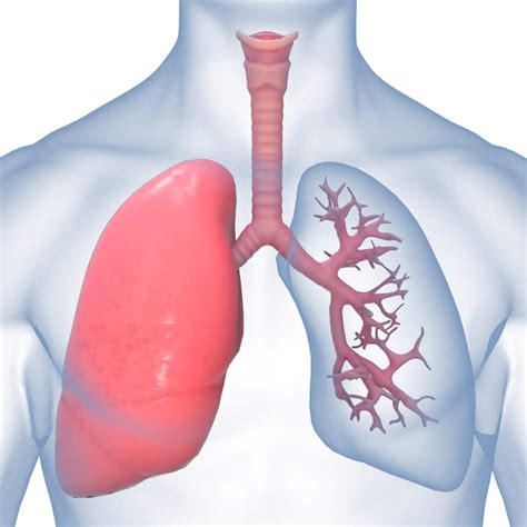 Human Lungs | Inhabitat - Green Design, Innovation, … - raincitystudios.com