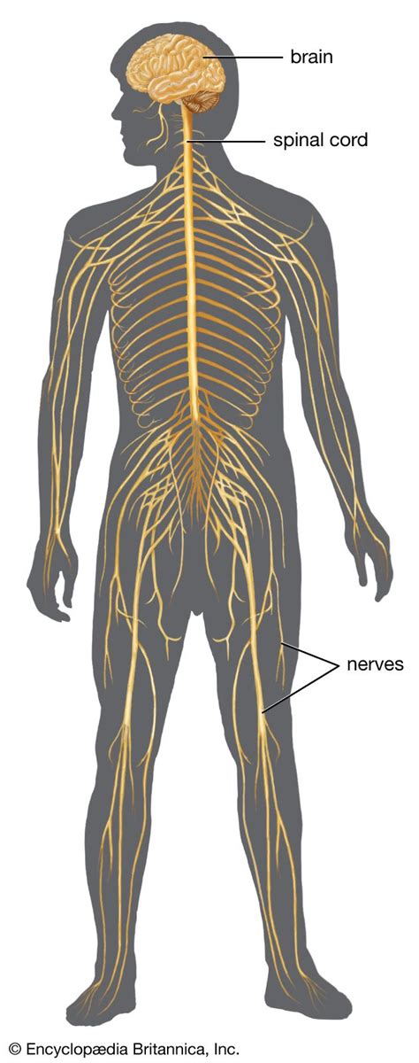 Human nervous system - Autonomic, … - muktibox.com