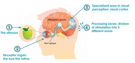 Human visual perception - topics - muktibox.com