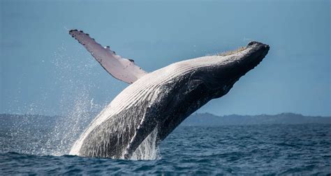 Humpback Whale - U.S. National Park Service - muktibox.com