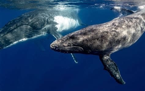 Humpback Whales - Migration & Lifespan | Atlantic Whales - muktibox.com