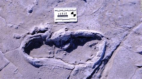 Hundreds of fossilized human footprints found in Africa could reveal ... - wintechmobiles.com