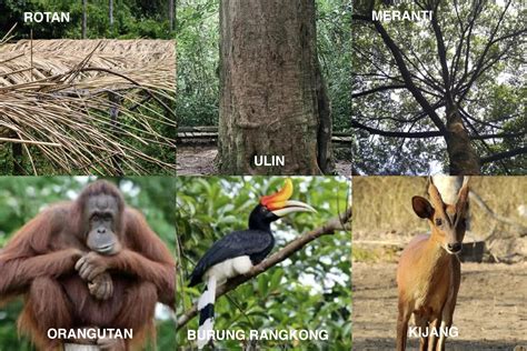 Hutan Adat Indonesia: Warisan Alam dalam … - raincitystudios.com