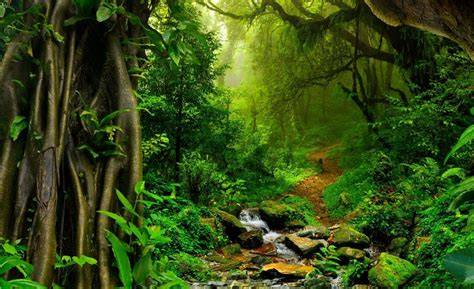 Hutan Amazon - raincitystudios.com