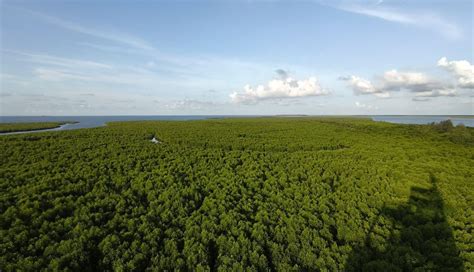 Hutan bakau - Wikipedia Bahasa Melayu, ensiklopedia bebas - raincitystudios.com