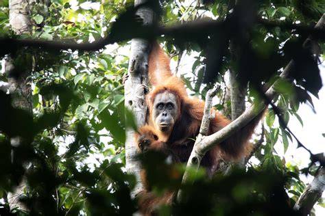 HUTAN DAN SATWA LIAR | Global … - raincitystudios.com