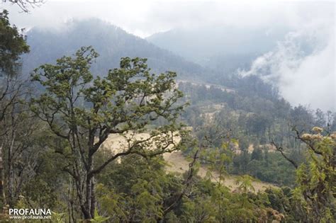 Hutan dataran tinggi - Wikipedia bahasa Indonesia, ensiklopedia bebas - muktibox.com