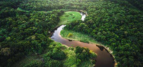 Hutan hujan Amazon - Wikipedia Bahasa Melayu, … - raincitystudios.com