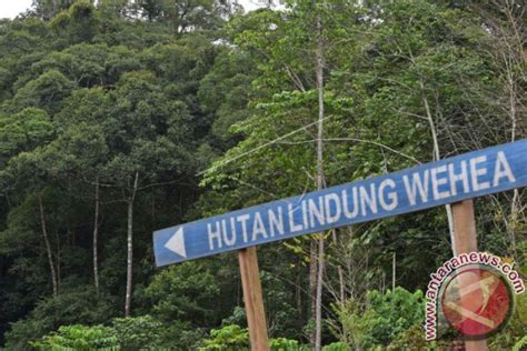 Hutan Lindung Wehea - raincitystudios.com