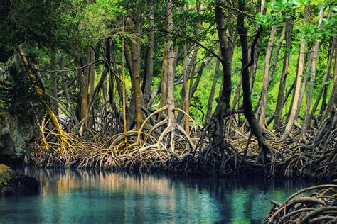 Hutan mangrove - Wikipedia bahasa Indonesia, ensiklopedia bebas - muktibox.com