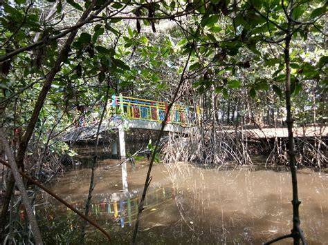 Hutan Mangrove Pantai Alam Indah Tegal - wanderboat.ai - raincitystudios.com